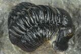 Two Detailed Gerastos Trilobite Fossils - Morocco #376924-8